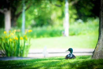 Millennium Garden, University Park