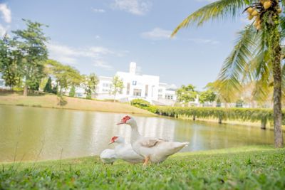 Geese next to lake, opposite Trent Building, Malaysia Campus