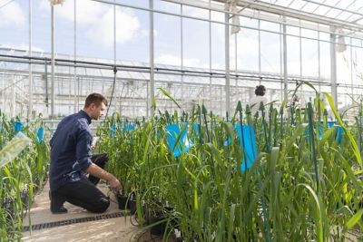 Student crouched down inspecting tall plants in a sunny greenhouse