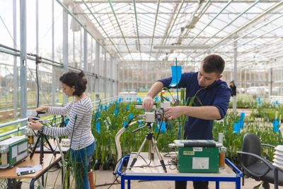 Undergraduate student using equipment to inspect plants in a greenhouse