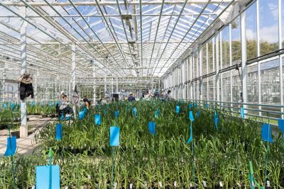 Inside of large, sunny greenhouse with crops growing