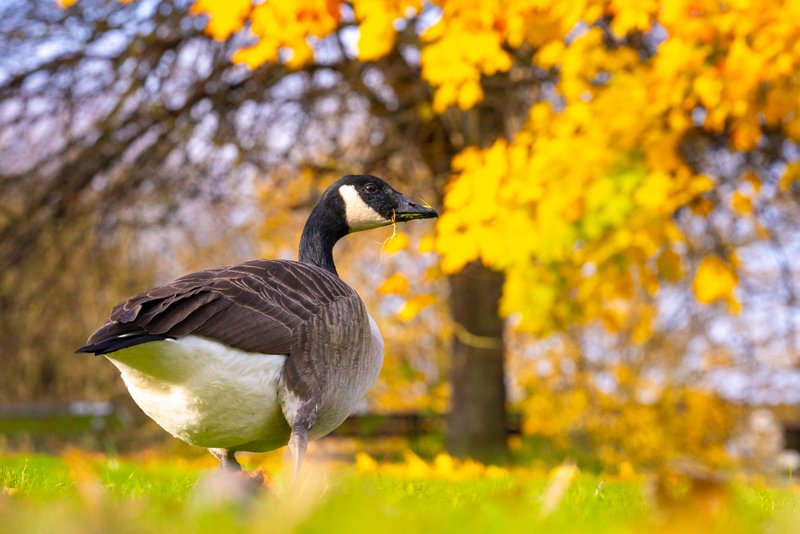Canada geese on campus during autumn 2023.