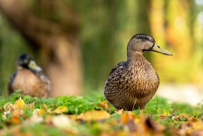 Duck on Highfields Park during autumn