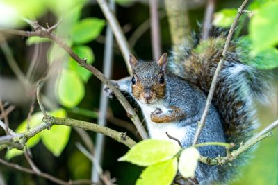 Squirrel on Highfields Park during autumn