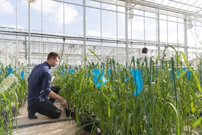 University student examining wheat in the Nottingham/BBSRC Wheat Research Centre glasshouse