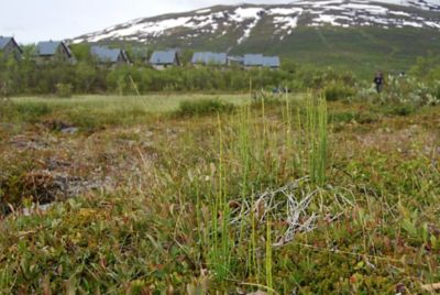 A green landscape with snow in distance showing accommodation used during Arctic Ecology field course in Arbisko Sweden