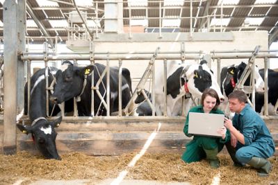 Two students crouched down in front of a row of cows in the Dairy Centre
