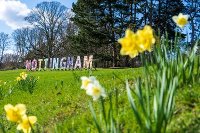 Daffodils on University Park campus
