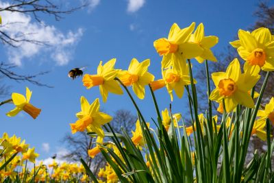 Daffodils on University Park campus