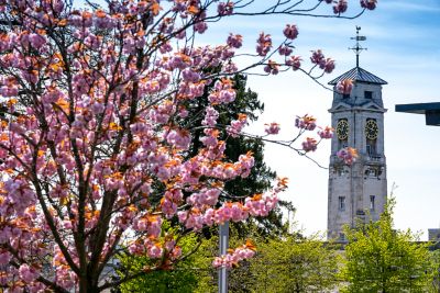 Cherry blossom and Trent building