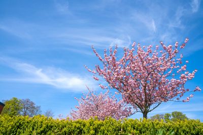 Cherry Blossom on University Park campus