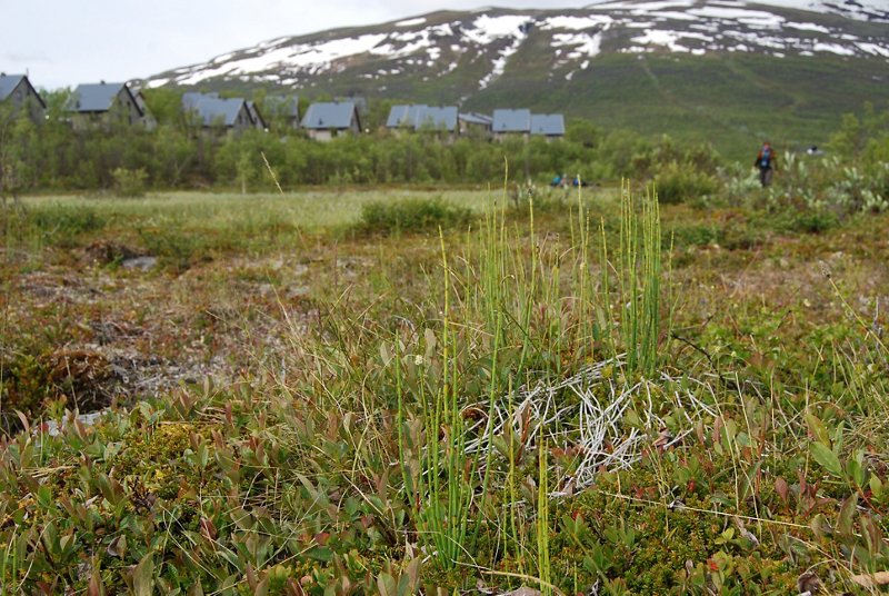 Environmental Sciences fieldwork - Sweden