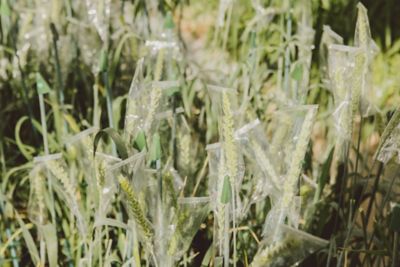 Single segment modern wheat in a greenhouse used for research into disease resistance; salt tolerance