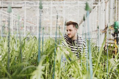 PhD student researching female fertility in wheat in a greenhouse on Sutton Bonington campus