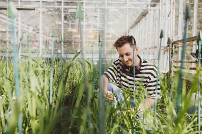 PhD student researching female fertility in wheat in a greenhouse on Sutton Bonington campus