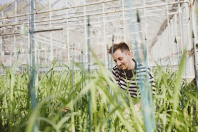 PhD student researching female fertility in wheat in a greenhouse on Sutton Bonington campus