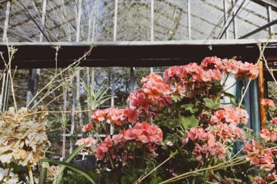 Pink geranium in a greenhouse on Sutton Bonington campus