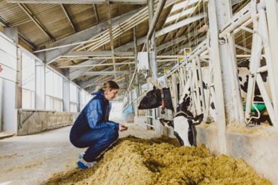 Undergraduate students tending to cows in the Dairy Centre on Sutton Bonington campus