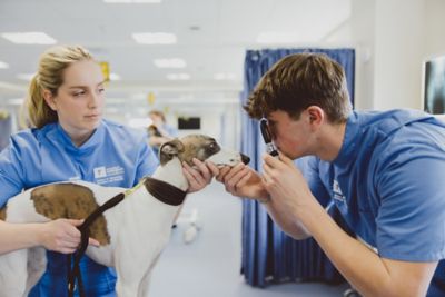 Undergraduate veterinary students examining a dog's eyes in the Clinical Skills lab, Clinical Building, Sutton Bonnington campus