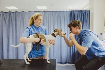 Undergraduate veterinary students examining a dog's eyes in the Clinical Skills lab, Clinical Building, Sutton Bonnington campus