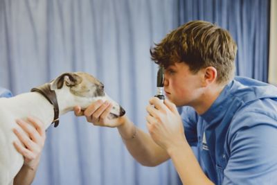 Undergraduate veterinary students examining a dog's eyes in the Clinical Skills lab, Clinical Building, Sutton Bonnington campus