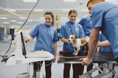 Undergraduate veterinary students performing an abdominal ultrasound on a dog in the Clinical Skills lab, Sutton Bonnington campus