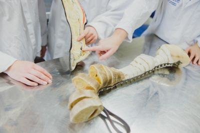 Undergraduate veterinary students looking at an equine cadaver leg in the Surgery Suite, Clinical Building, Sutton Bonington