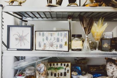 Taxidermy and other specimens being stored in Life Sciences building, University Park campus