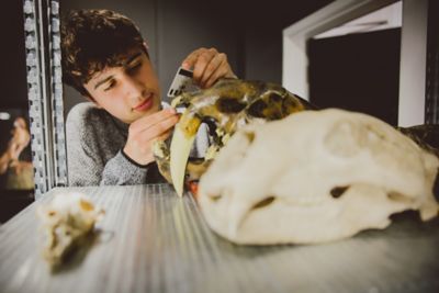 Postgraduate student measuring a saber toothed tiger skull in Life Sciences building, University Park campus