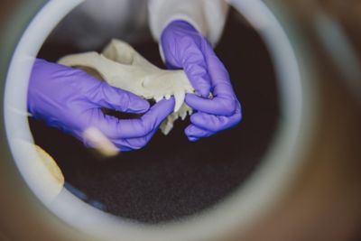 Undergraduate student examining animal bones in the A07 Bones laboratory, Humanities Building, University Park