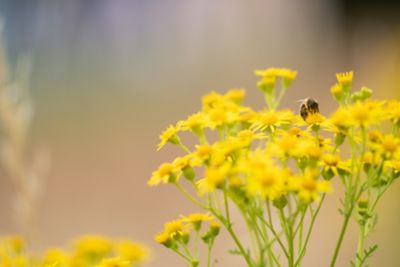 Ragwort on the University Park campus