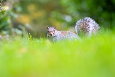 Squirrel on University Park campus