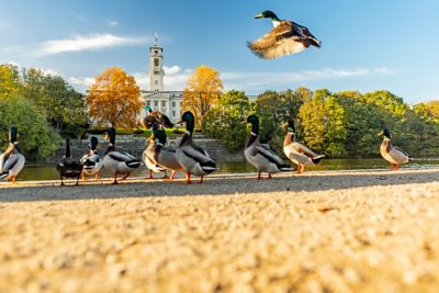 Ducks on Highfield Park in front of the Trent Building