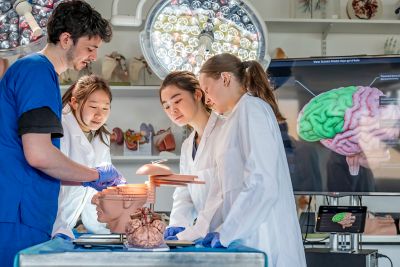 Medical students looking at a sectional model of a head