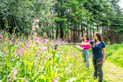 Undergraduate students doing an insect survey on a field trip to the Woodland Walk, University Park