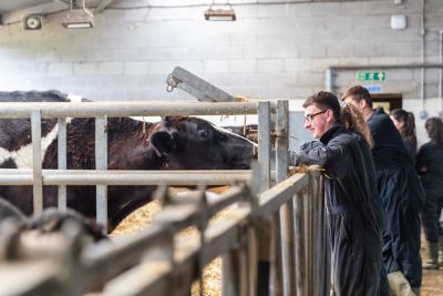 Undergraduate students examining cows at the Vet School farm, Sutton Bonington campus