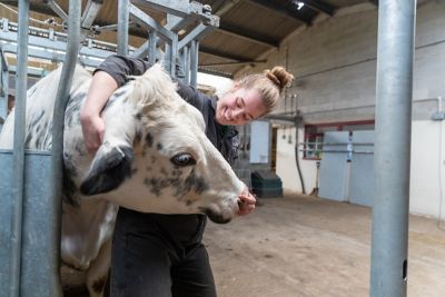 Undergraduate students examining cows at the Vet School farm, Sutton Bonington campus