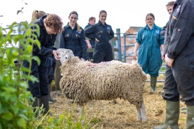 Assistant Professor teaching university undergraduates how to examine a sheep