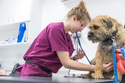 The University of Nottingham Veterinary student placements. photos by Alex Wilkinson, www.alexwilkinsonphotography.co.uk